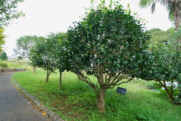 あけぼの山農業公園にある椿の木