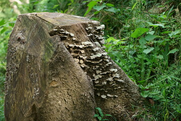 切り株に生えるキノコ