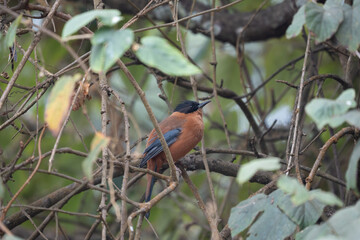 Rufous Sibia perched in the canopy of a tree in the jungle.