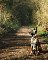 Dog sits on a dirt road beside trees.