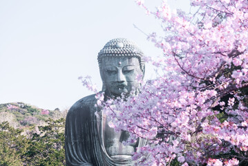 Great Buddha at Kotoku-in with beautiful cherry blossoms. Kamakura, Japan