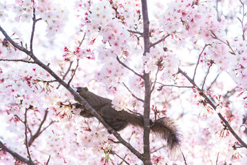 Squirrel on a branch surrounded by beautiful cherry blossom flowers in spring