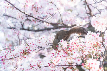 Squirrel on a branch surrounded by beautiful cherry blossom flowers in spring