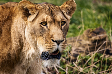 Fototapeta premium Closeup of a lion in a savannah