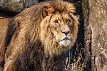 Closeup of a lion in a savannah