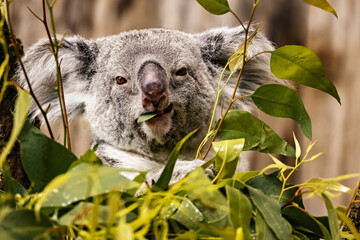 Closeup portrait of a koala holding a leaf in its mouth