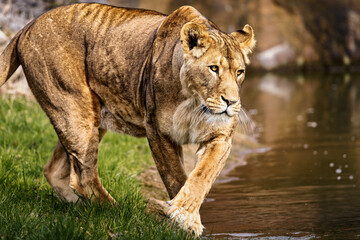 Fototapeta premium Closeup of a lion getting into a pond in a savannah