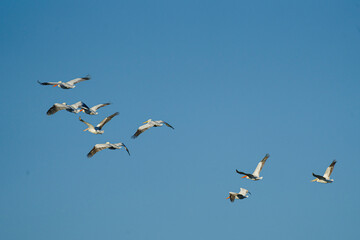 Fototapeta premium Pelicans in flight over a sunny beach