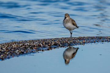 Sandpiper standing in water, gazing at the ground with its head turned down