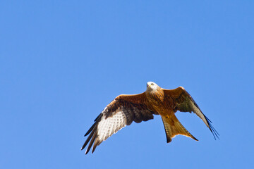 Red kite soaring with wings raised high in the sky