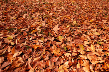 Autumn season in Tokyo