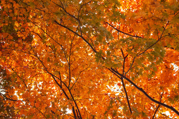 Autumn season in Tokyo