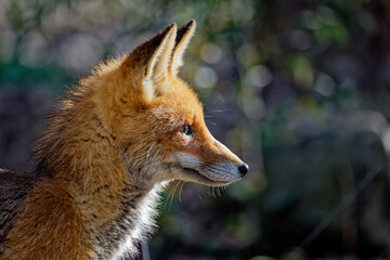 an image of a wild fox in the wild with trees in the background
