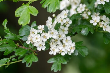 Close-up of Hawthorn flowers on a shrub bush