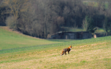 Fox on the field near Giessen, Germany