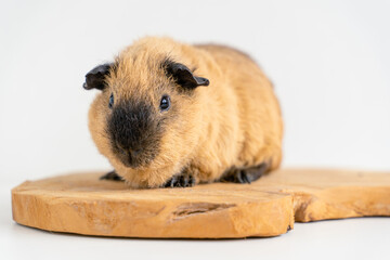 Fototapeta premium Closeup of a cute Guinea pig on a white background