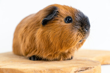 Fototapeta premium Closeup of a cute Guinea pig on a white background