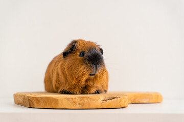 Fototapeta premium Closeup of a cute Guinea pig on a white background