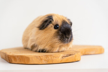Fototapeta premium Closeup of a cute Guinea pig on a white background