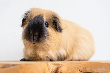 Obraz premium Closeup of a cute Guinea pig on a white background