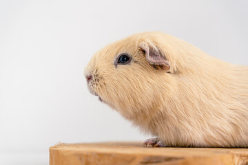 Fototapeta premium Closeup of a cute Guinea pig on a white background