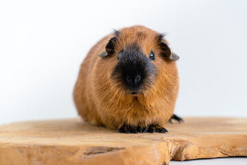 Fototapeta premium Closeup of a cute Guinea pig on a white background