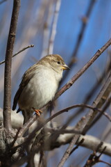 Image of a House Sparrow perched in a tree in early spring along the shores of Lake Ontario.