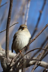 Image of a House Sparrow perched in a tree in early spring along the shores of Lake Ontario.