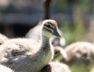 baby ducks on the ground in the grass and trees behind them