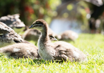 an image of three ducklings in the grass together,