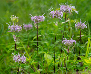 A horizontal image of the lavender flower heads of Wild Bergamot, Monarda fistulosa, growing in a meadow. Also called Bee Balm.