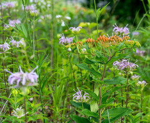 A crown of orange butterfly weed buds surrounded by lavender Bergamot in a grassy meadow.