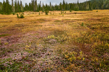 Alpine meadow with colorful fall grasses of red, gold yellow and green on the hill on a sunny day