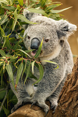 a koala in a tree eating leaves and branches in the shade