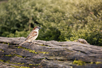 Sparrow perched on a mossy trunk of a fallen tree