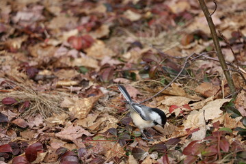 A House Sparrow foraging amongst the leaves in early spring at Woodbine Park in Toronto