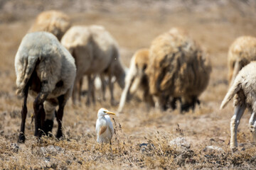 Fototapeta premium Cattle egret with a flock of sheep