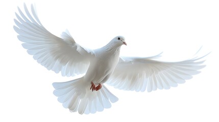 A white dove flies through the air against a white background.  symbolizing freedom and peace.
