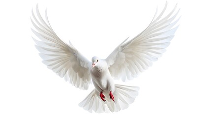 Fototapeta premium A white dove flies through the air against a white background. symbolizing freedom and peace. 