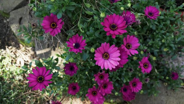 Top-down view of pink Transvaal daisy flowers.