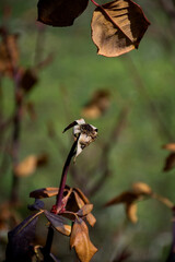 a bird sitting on a stem of a plant that has fallen leaves