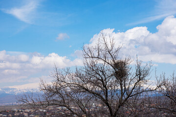 view of snow covered mountains with an open meadow in the foreground
