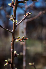 a tree branch with leaves growing out of it and the branches are bare