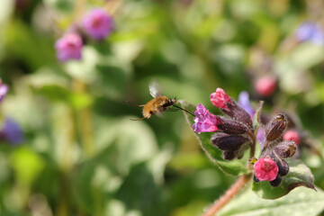 Bombyle (Bombylius major)
Bombylius major in its natural element
