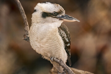 a brown, white and black bird perched on top of a tree branch