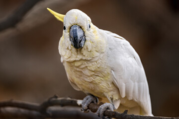 a white parrot with yellow and gray feathers sitting on a branch
