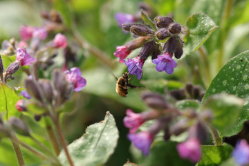 Bombyle (Bombylius major)
Bombylius major in its natural element
