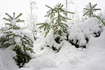 Trees in a snowy field on a cloudy day