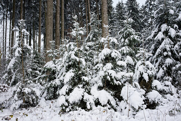 Trees in a snowy field on a cloudy day