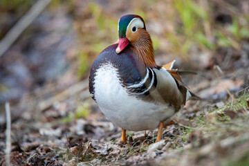 Closeup of a Mandarin duck standing on the ground